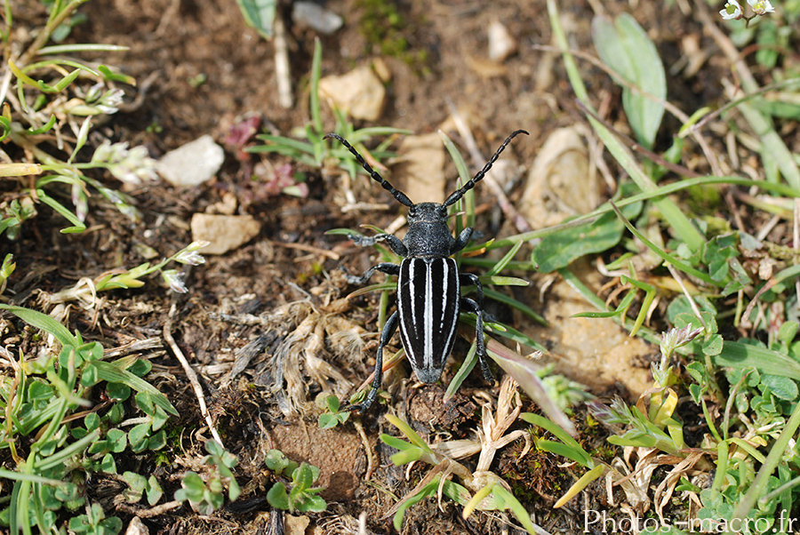 Dorcadion fuliginator